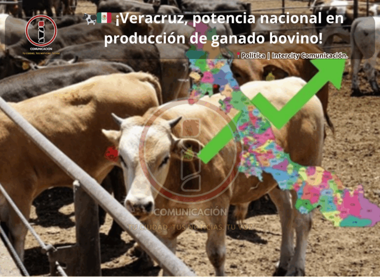 bovino