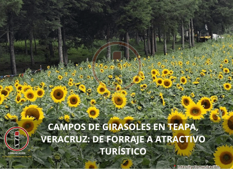 girasoles